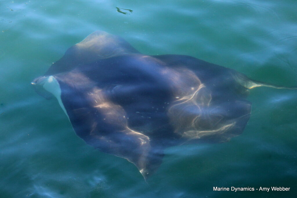 Shark cage diving, Gansbaai, South Africa