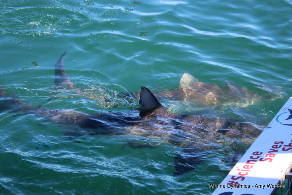 Shark cage diving, Gansbaai, South Africa