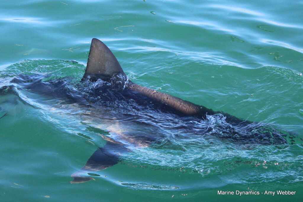 Shark cage diving, Gansbaai, South Africa
