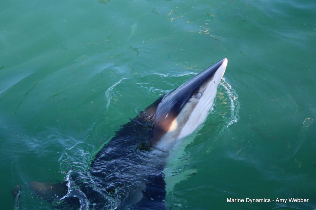 Shark cage diving, Gansbaai, South Africa