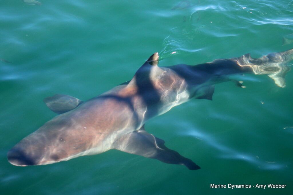 Shark cage diving, Gansbaai, South Africa