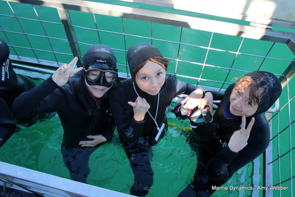 Shark cage diving, Gansbaai, South Africa