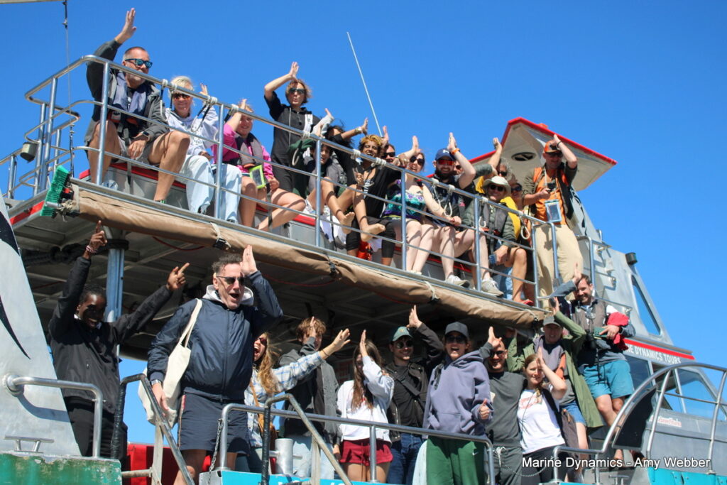 Shark cage diving, Gansbaai, South Africa