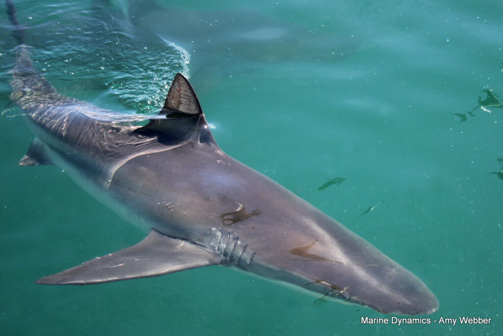 Shark cage diving, Gansbaai, South africa