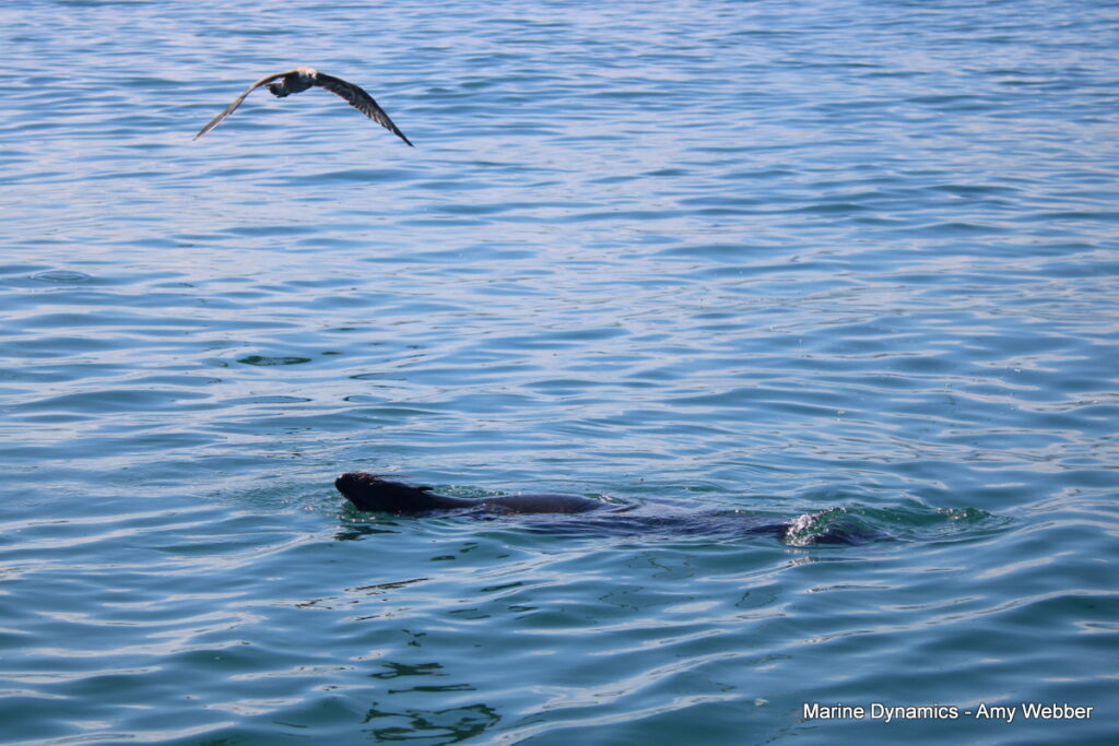 Shark cage diving, Gansbaai, South africa