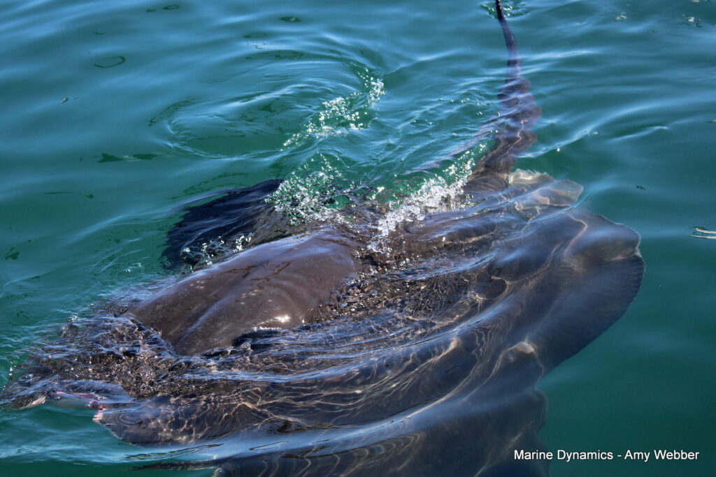 Shark cage diving, Gansbaai, South africa