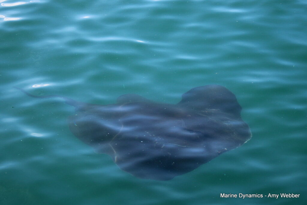 Shark cage diving, Gansbaai, South africa