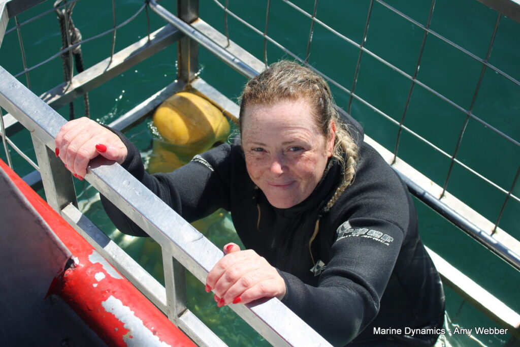 Shark cage diving, Gansbaai, South africa