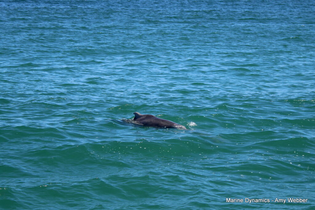 Shark cage diving, Gansbaai, South africa