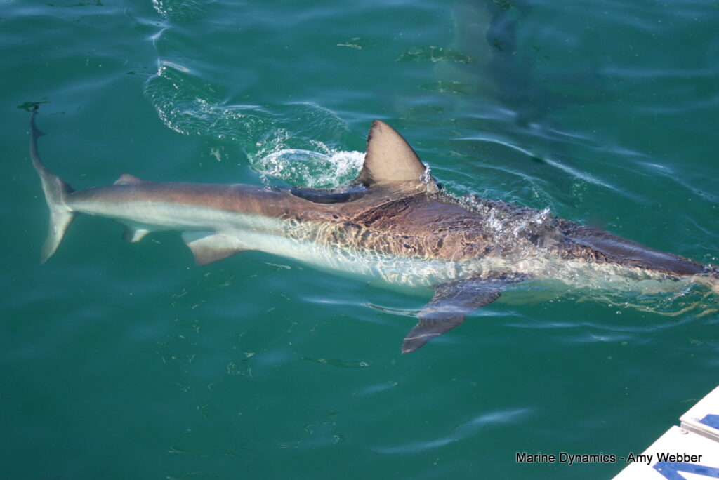Shark cage diving, Gansbaai, South africa