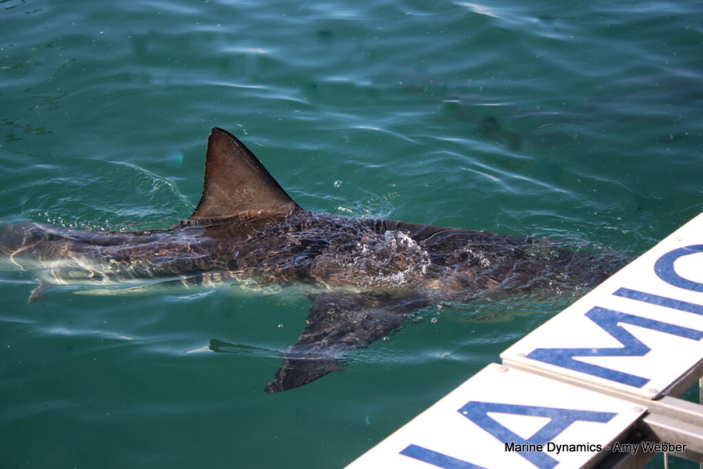 Shark cage diving, Gansbaai, South africa