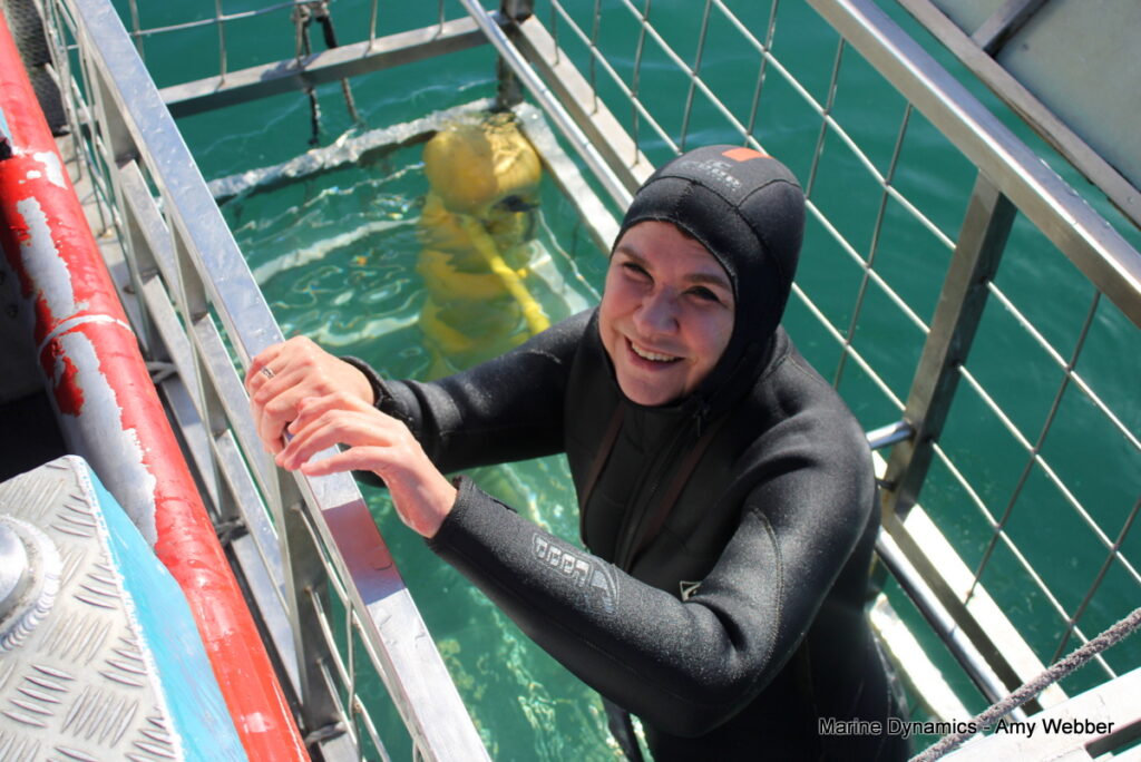 Shark cage diving, Gansbaai, South africa
