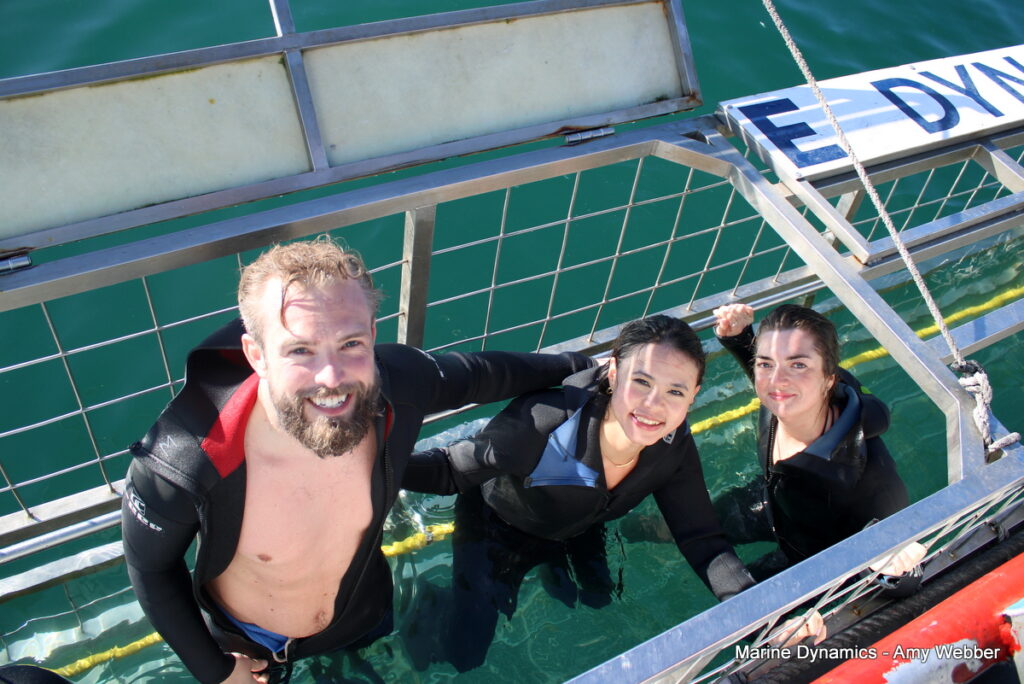 Shark cage diving, Gansbaai, South africa