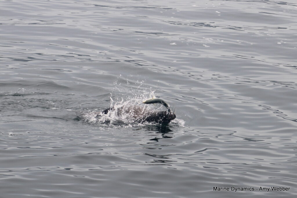 Shark cage diving, Gansbaai, South Africa
