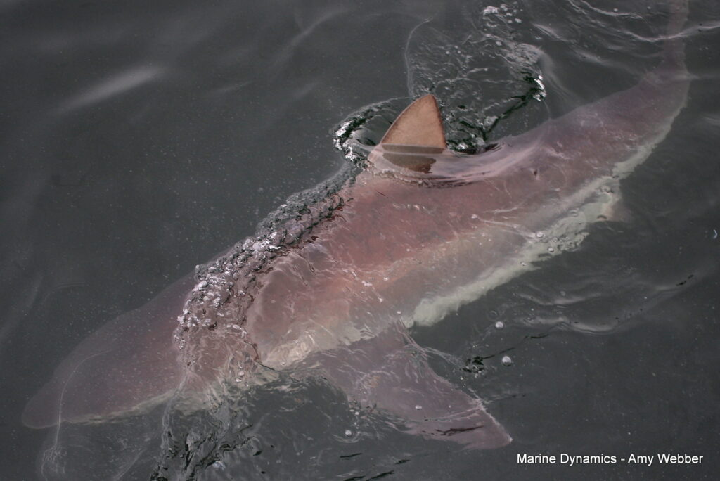 Shark cage diving, Gansbaai, South Africa