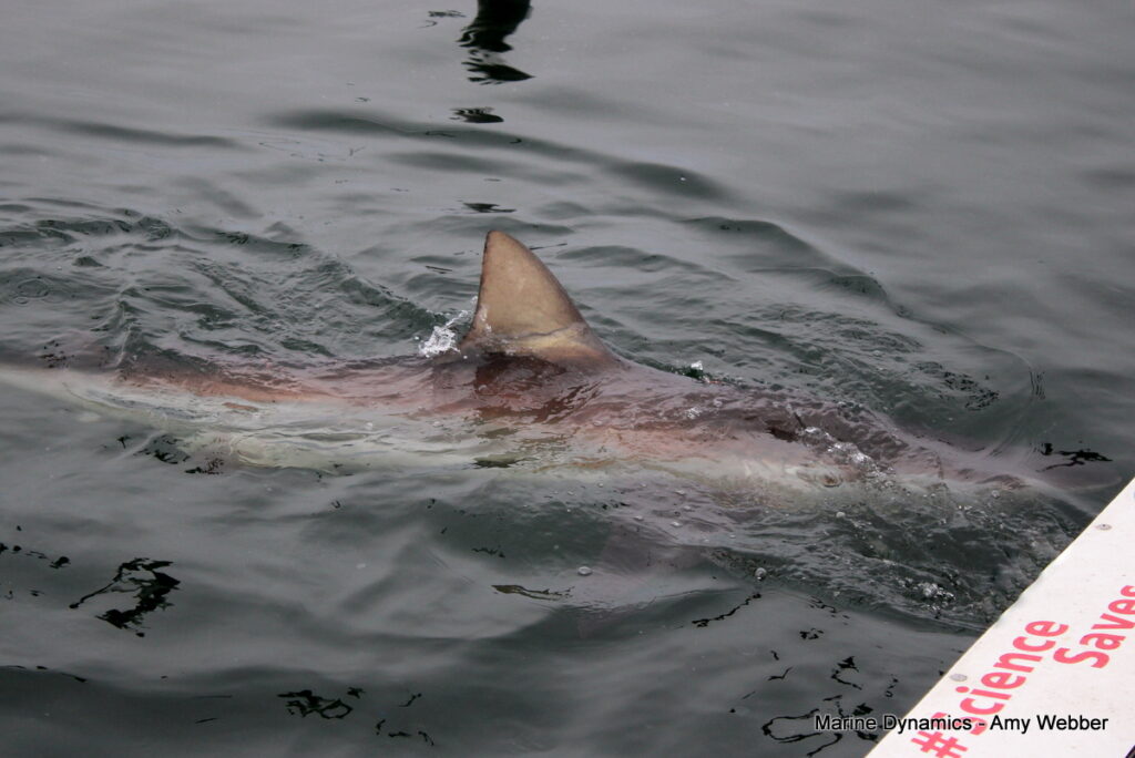 Shark cage diving, Gansbaai, South Africa