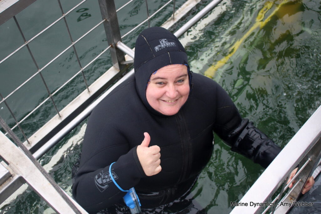 Shark cage diving, Gansbaai, South Africa
