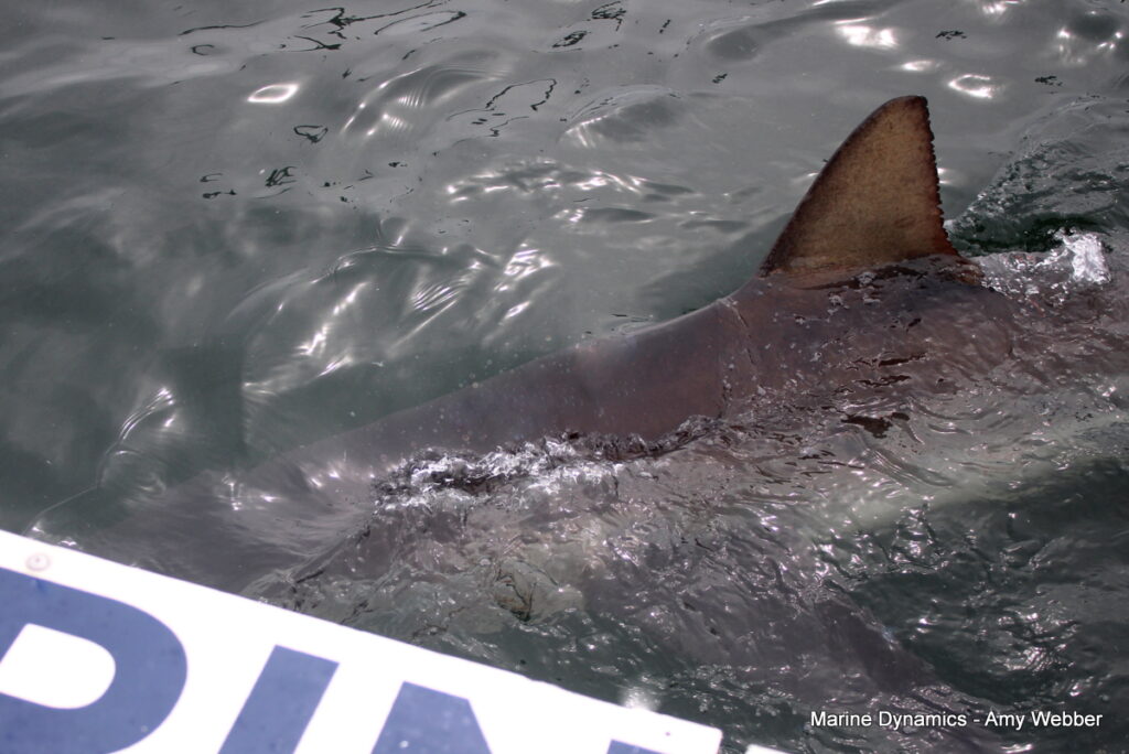 Shark cage diving, Gansbaai, South Africa