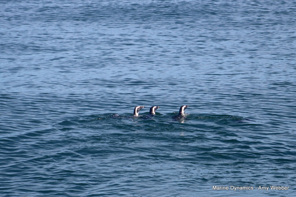 Shark cage diving, Gansbaai, South Africa