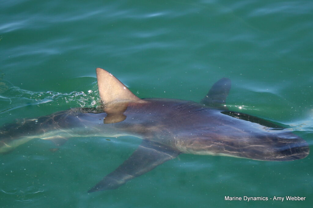 Shark cage diving, Gansbaai, South Africa
