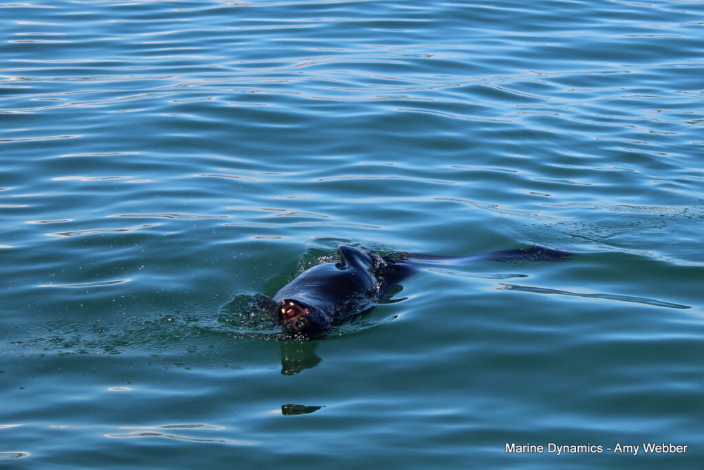 Shark cage diving, Gansbaai, South Africa
