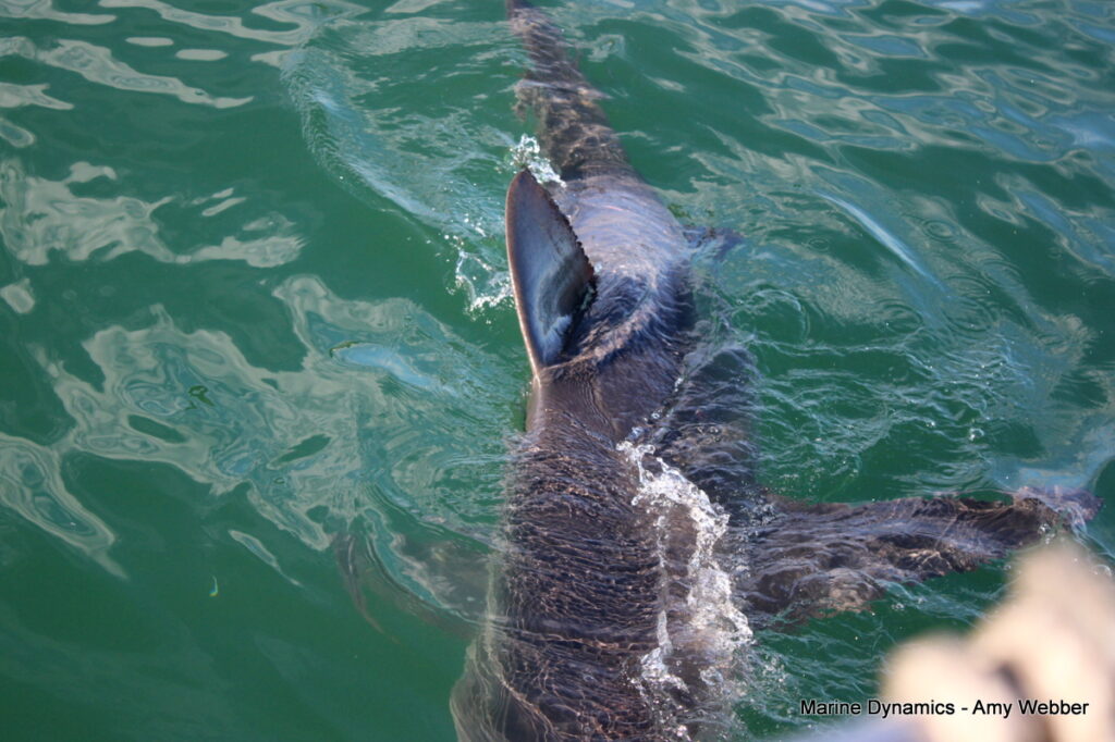Shark cage diving, Gansbaai, South Africa