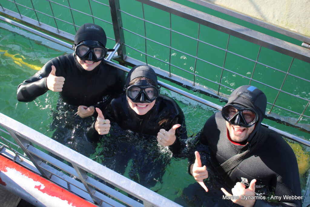 Shark cage diving, Gansbaai, South Africa