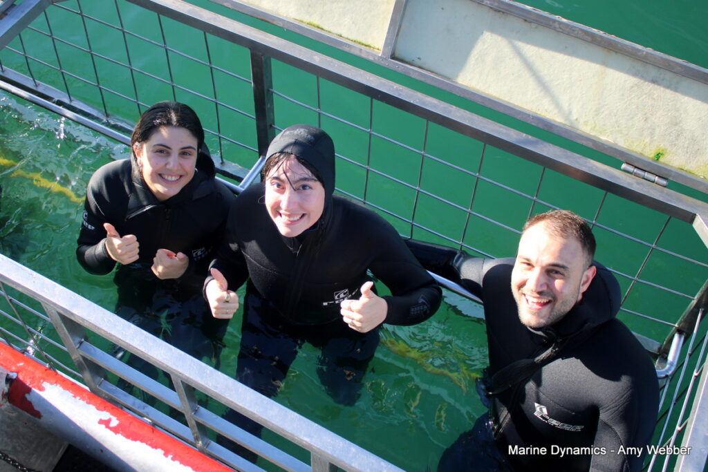 Shark cage diving, Gansbaai, South Africa