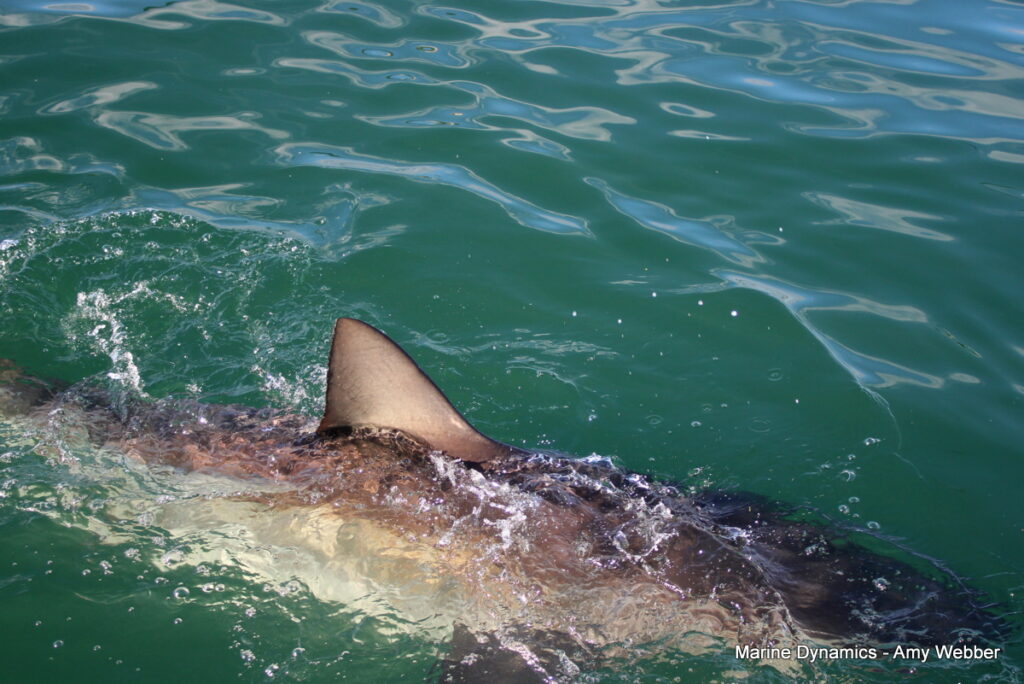 Shark cage diving, Gansbaai, South Africa