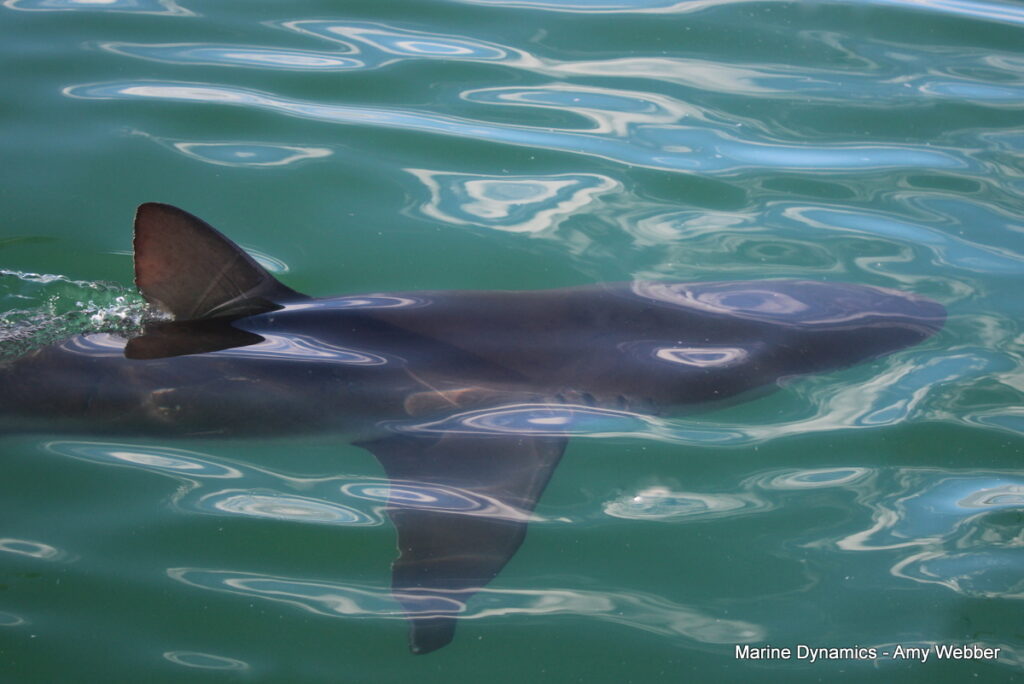 Shark cage diving, Gansbaai, South Africa