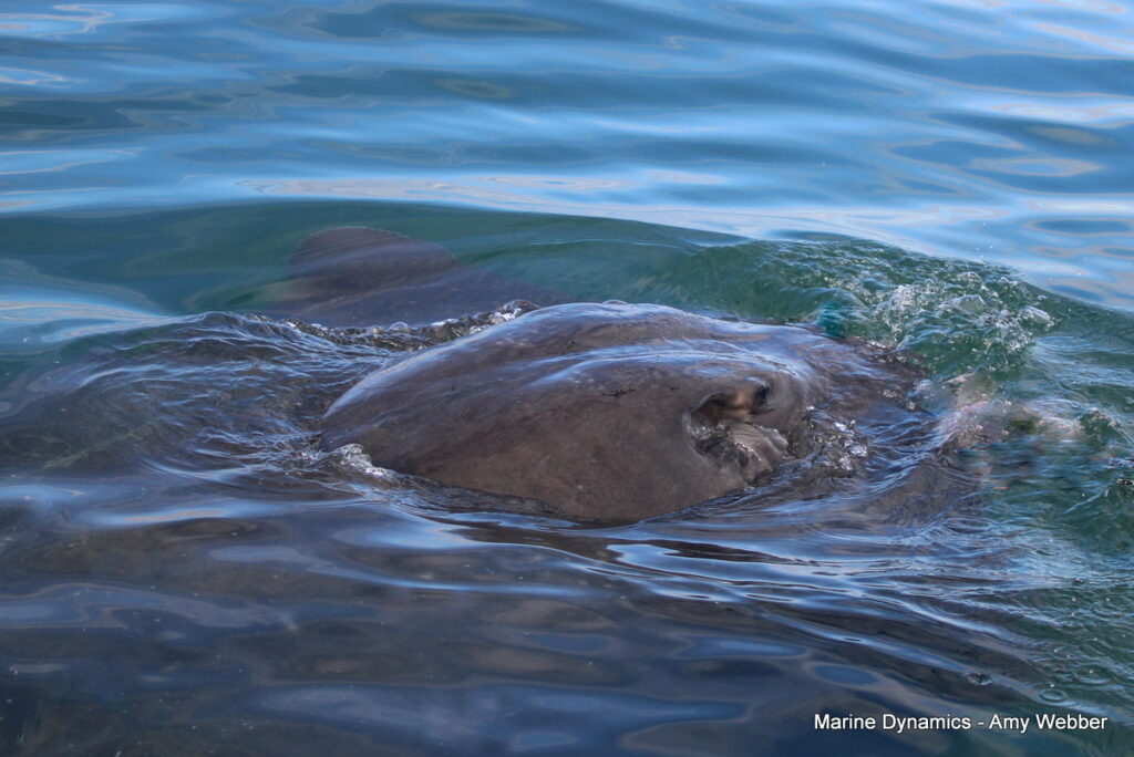 Shark cage diving, Gansbaai, South Africa