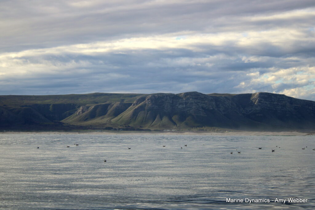 Shark cage diving, Gansbaai, South Africa
