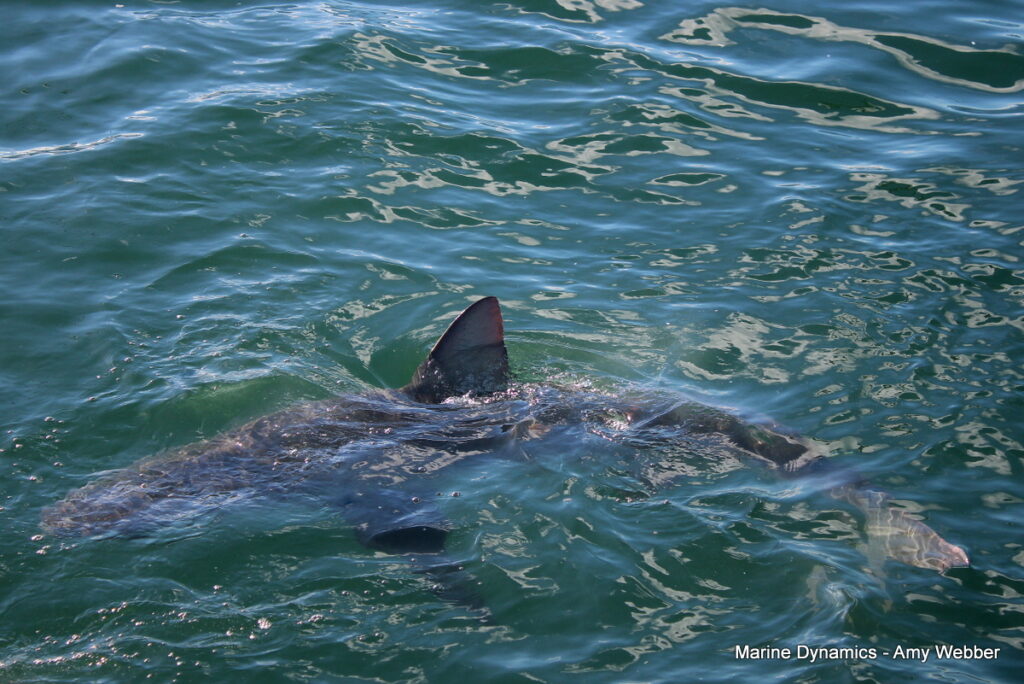 Shark cage diving, Gansbaai, South Africa