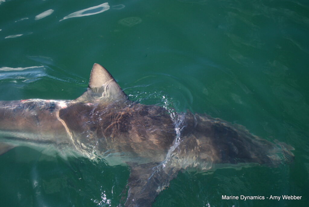 Shark cage diving, Gansbaai, South Africa