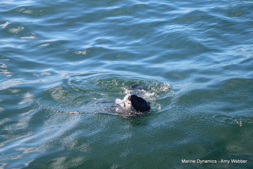 Shark cage diving, Gansbaai, South Africa