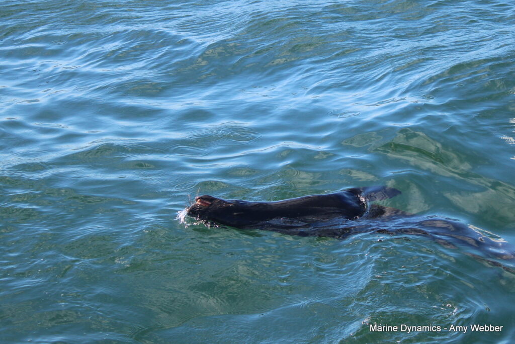 Shark cage diving, Gansbaai, South Africa