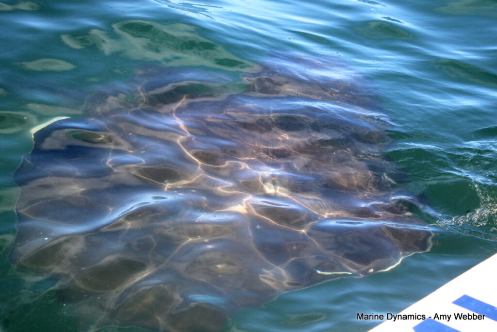 Shark cage diving, Gansbaai, South Africa