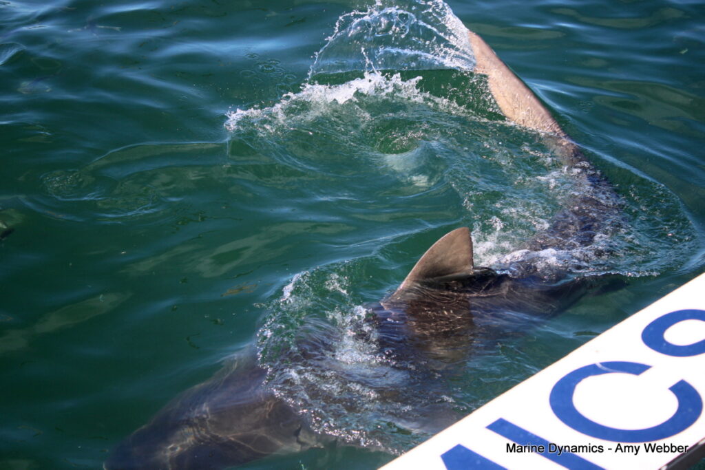 Shark cage diving, Gansbaai, South Africa
