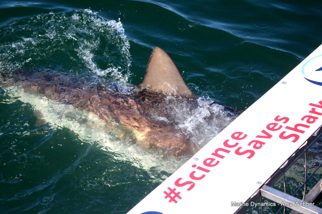 Shark cage diving, Gansbaai, South Africa