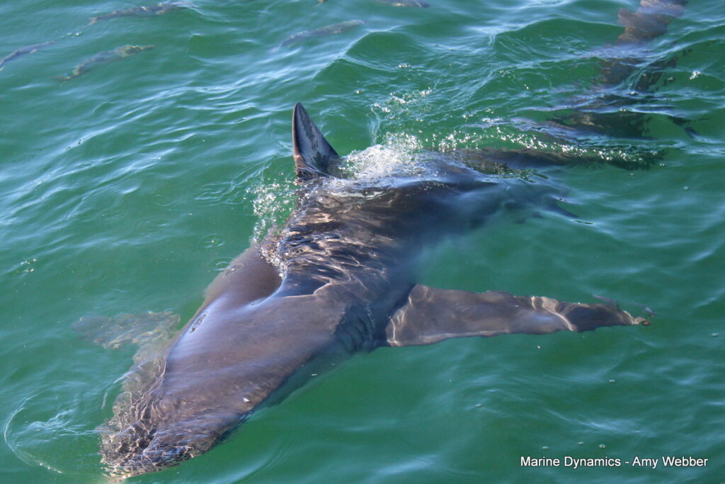 Shark cage diving, Gansbaai, South Africa