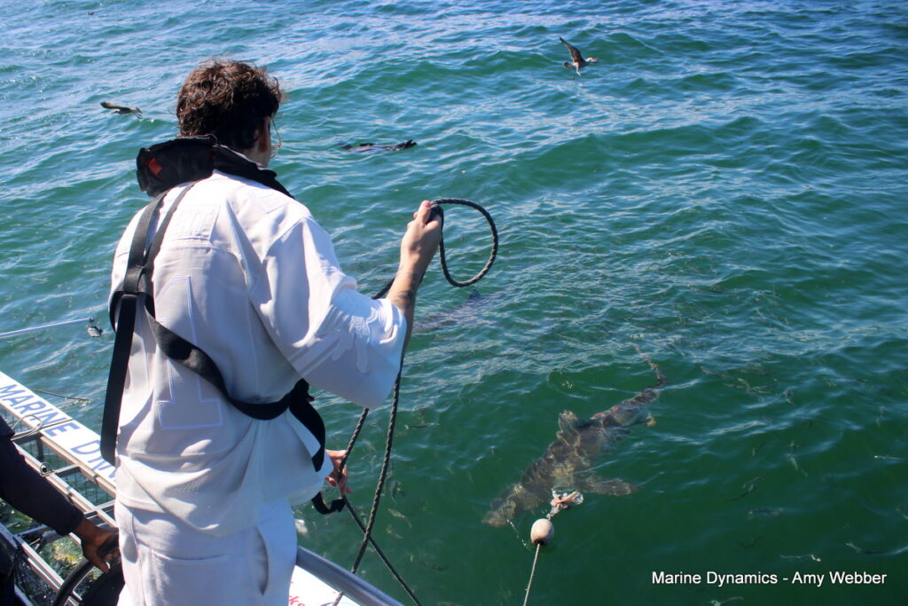 Shark cage diving, Gansbaai, South Africa