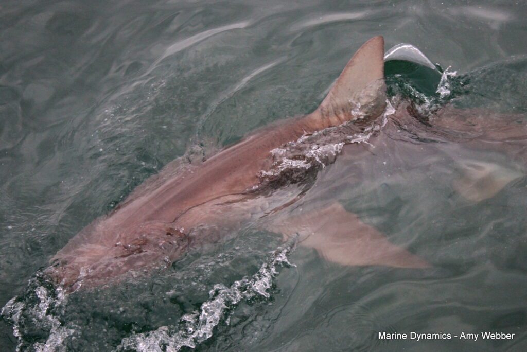 Shark cage diving, Gansbaai, South Africa
