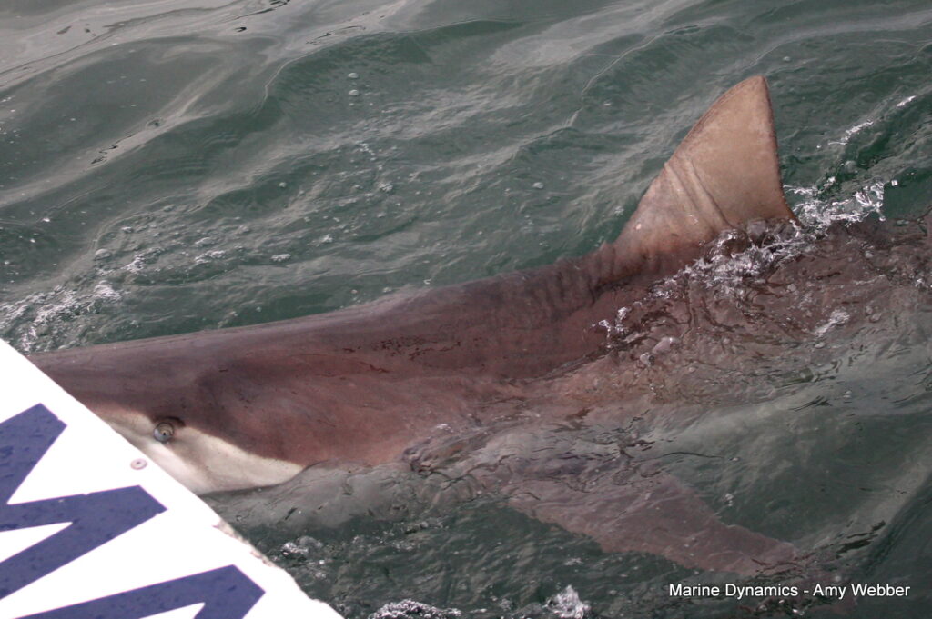 Shark cage diving, Gansbaai, South Africa