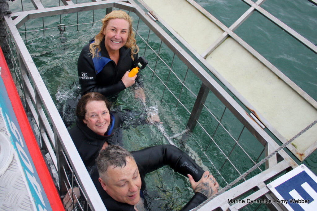 Shark cage diving, Gansbaai, South Africa