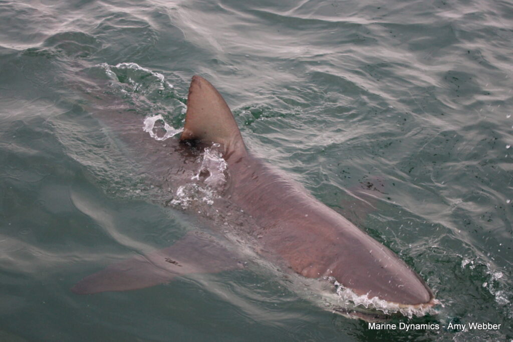 Shark cage diving, Gansbaai, South Africa