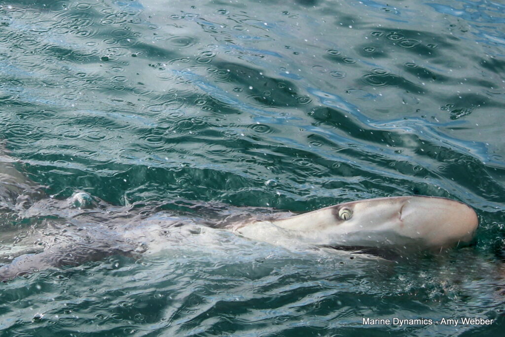 Shark cage diving, Gansbaai, South Africa