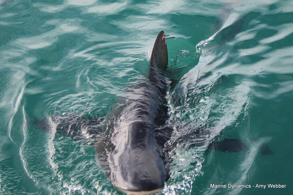 Shark cage diving, Gansbaai, South Africa