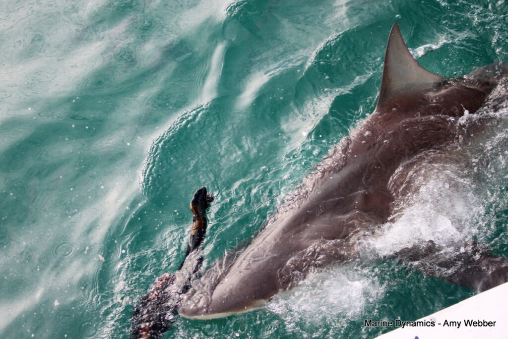 Shark cage diving, Gansbaai, South Africa