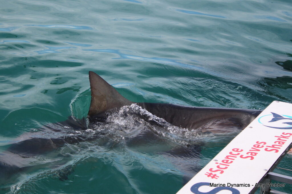Shark cage diving, Gansbaai, South Africa
