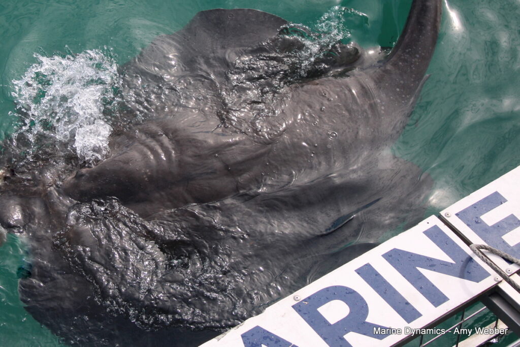 Shark cage diving, Gansbaai, South Africa